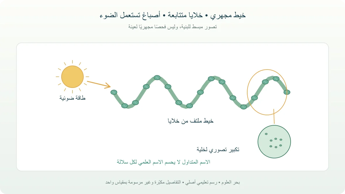 رسم علمي أصلي لخيط حلزوني من البكتيريا الزرقاء مع تكبير تخطيطي لخلايا متتابعة وطاقة ضوئية