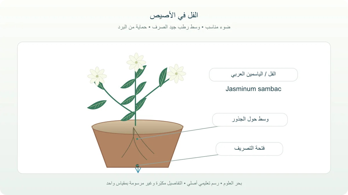 شجيرة فل في أصيص ذي تصريف مع أوراق بسيطة خضراء وأزهار بيضاء ومقطع يبين الوسط والجذور