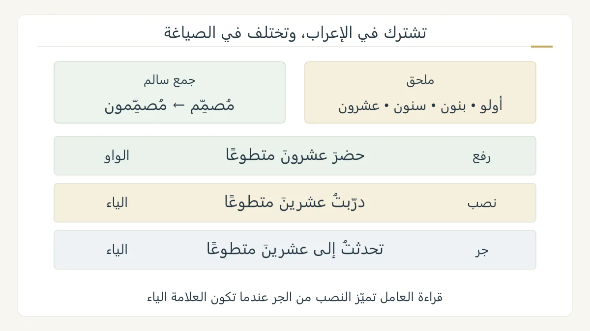 لوحة تعليمية أصلية تقارن ألفاظ جمع المذكر السالم والملحق به، وتعرض عشرون في الرفع وعشرين في النصب والجر داخل ثلاث جمل