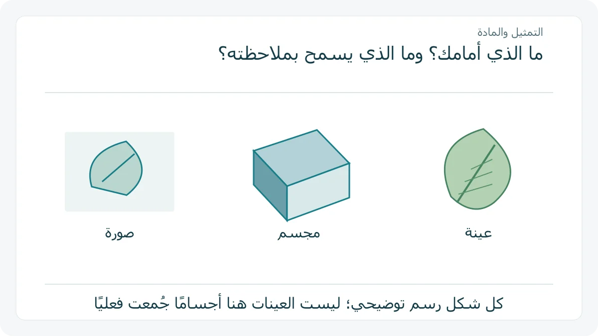 صورة داخل إطار ومجسم رمزي وعينة ورقة شجر مرسومة