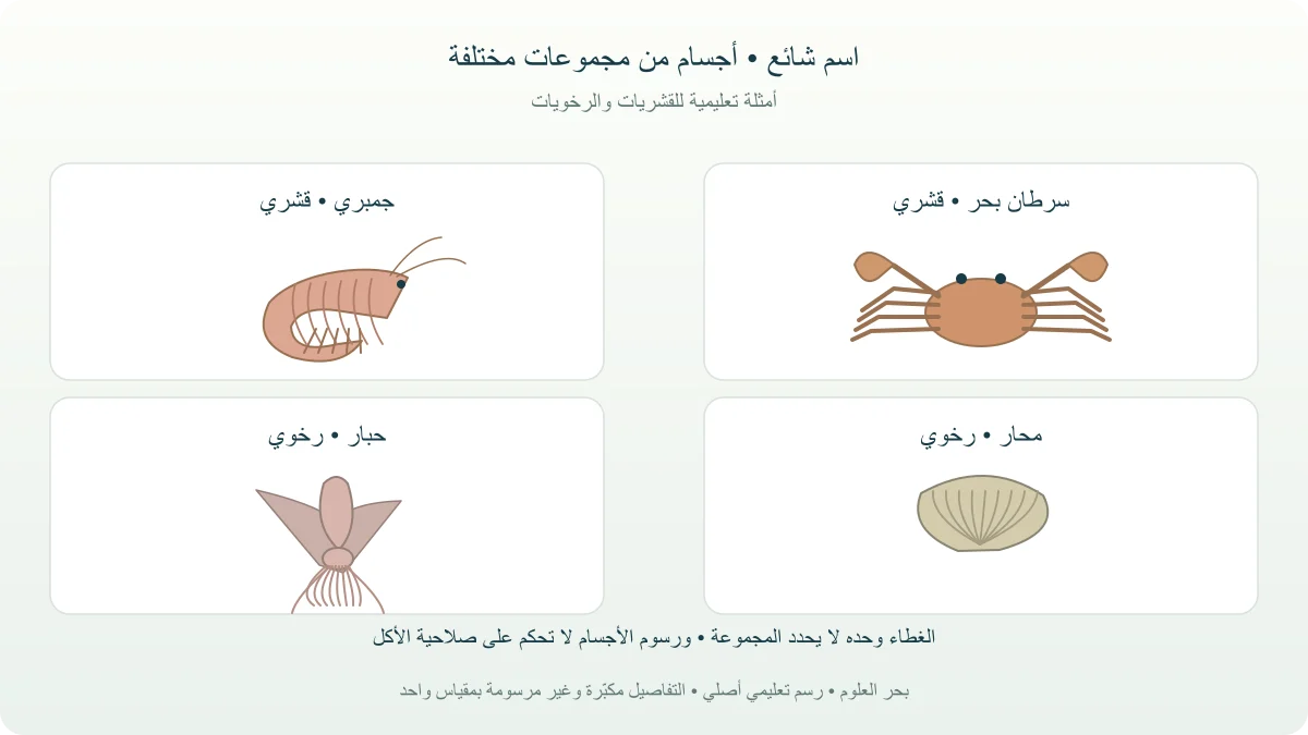 رسم أصلي لأمثلة جمبري وسرطان بحر ومحار وحبار مع إظهار اختلاف شكل الجسم والغطاء