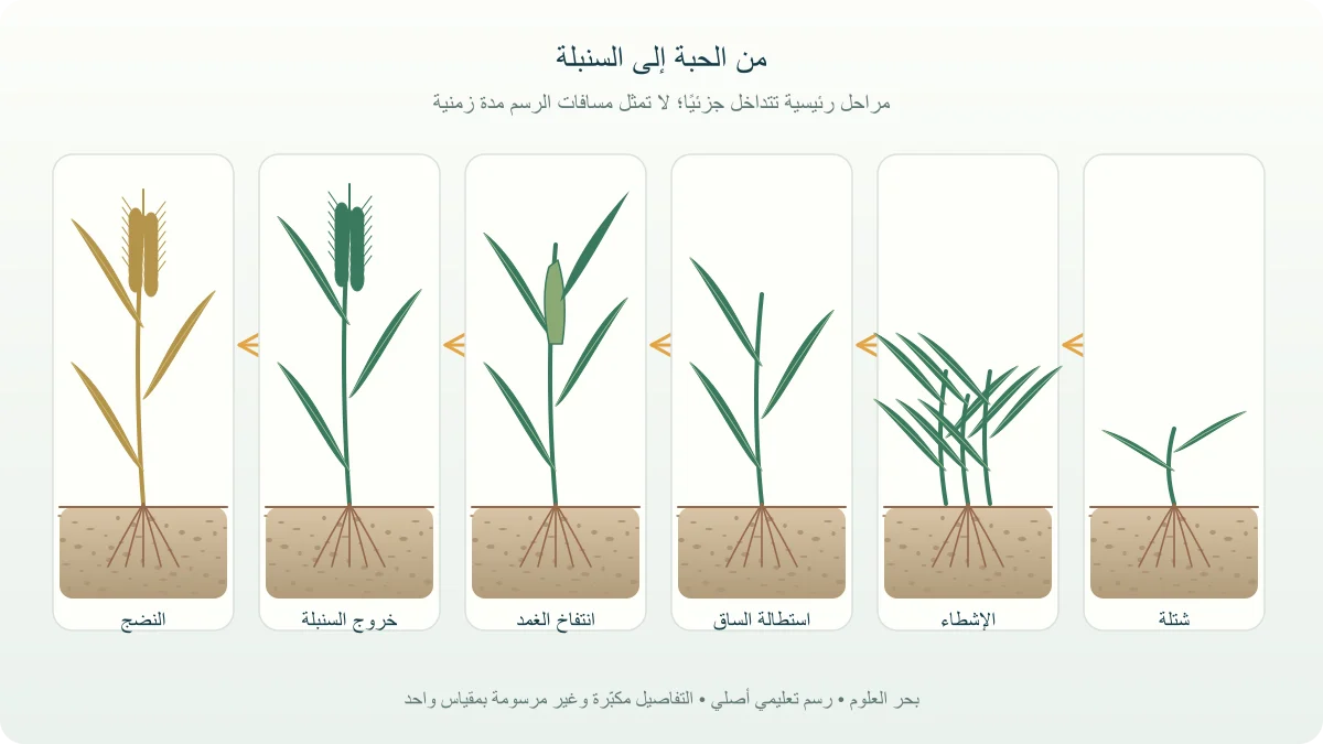 تسلسل نباتات قمح مرسومة بدقة من الشتلة والإشطاء إلى استطالة الساق وخروج السنبلة ثم النضج