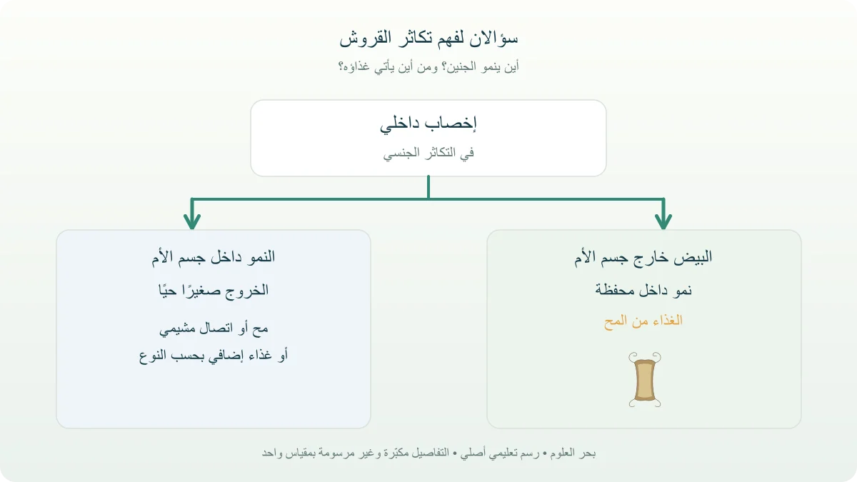 مخطط يفرع الإخصاب الداخلي لدى القروش إلى بيض خارج الجسم وصغار تولد حية