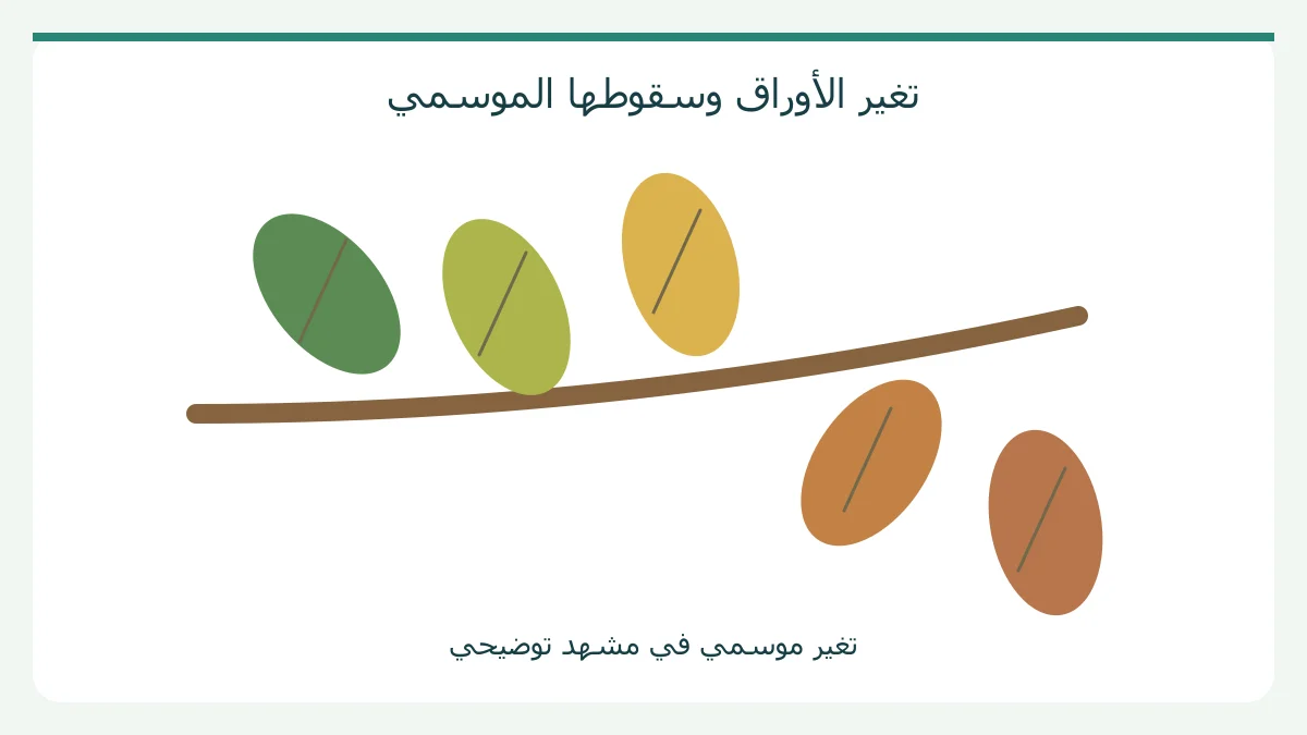 رسم أصلي: تغير الأوراق وسقوطها الموسمي