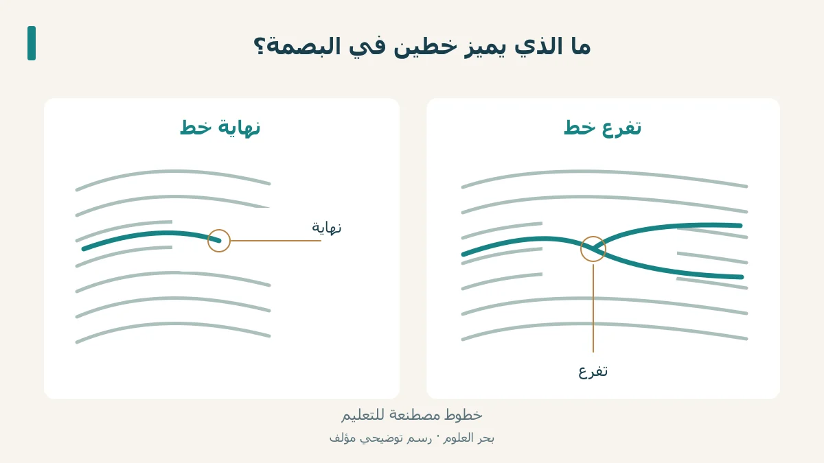 خطوط اصطناعية للبصمة مع تحديد نهاية وتفرع