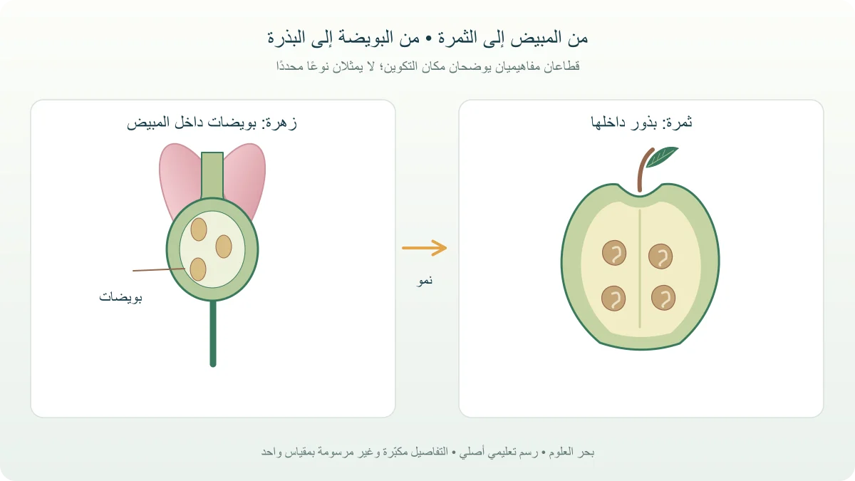زهرة مقطوعة يظهر داخل مبيضها بويضات ثم ثمرة مقطوعة تحيط ببذور مع أسهم تربط البويضة بالبذرة والمبيض بالثمرة