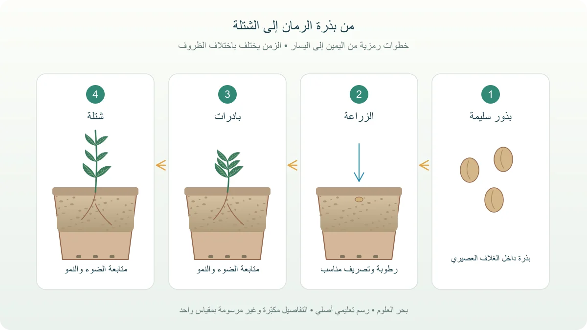مراحل رمزية لزراعة بذرة رمان في وعاء يصرف الماء، ثم ظهور بادرات ونمو شتلة ذات أوراق متقابلة