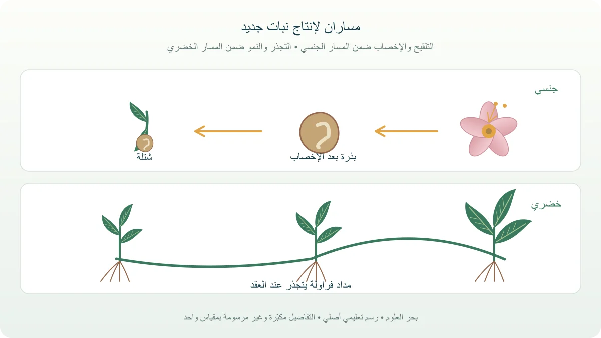 مساران تعليميان للتكاثر: زهرة وتلقيح وبذرة وشتلة مقابل نبات فراولة ينتج فردا متجذرا عبر مداد