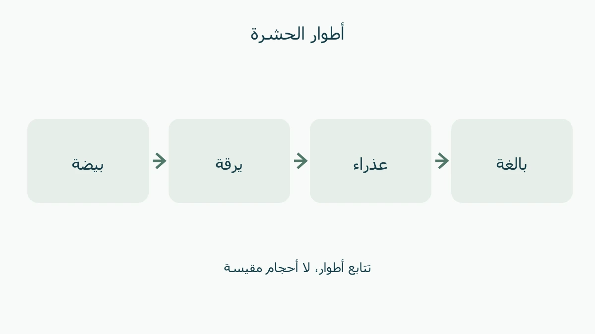 بيضة ثم يرقة ثم عذراء ثم ذبابة بالغة