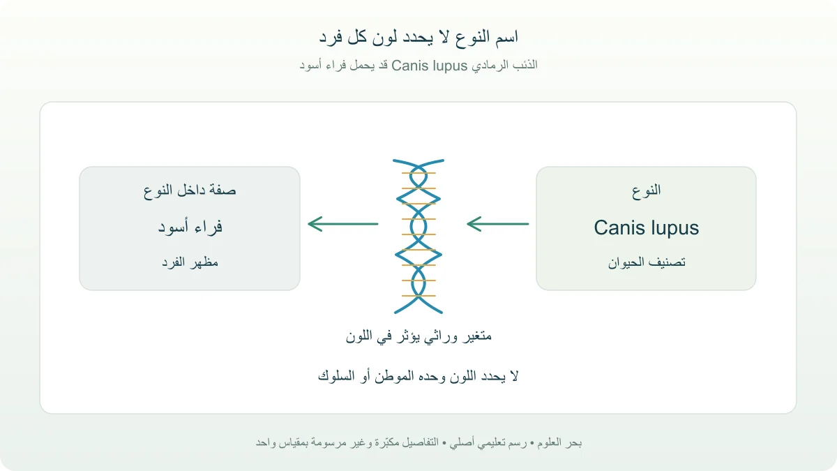 مخطط وراثي تعليمي يميز اسم النوع Canis lupus عن صفة الفراء الأسود ومسار المتغير الوراثي إلى المظهر