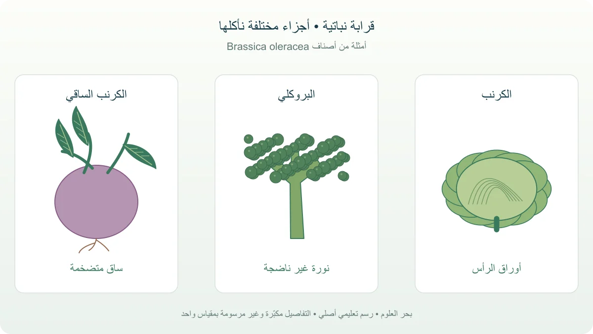 مقارنة نباتية مرسومة للملفوف برأسه الورقي والبروكلي بنورته والكرنب الساقي بساقه المنتفخة