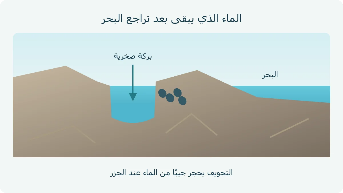 رسم أصلي: بركة بين صخور الشاطئ