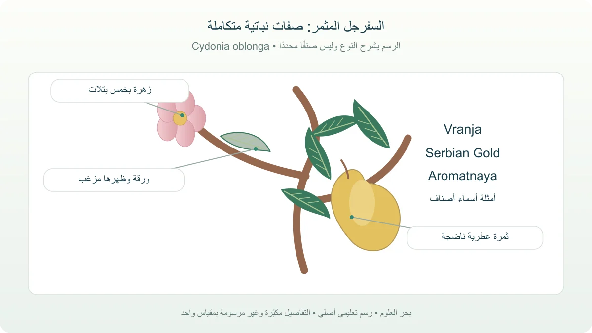 رسم نباتي لسفرجل مثمر يبين الزهرة والأوراق والثمرة الذهبية