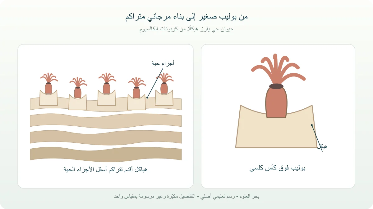 بوليب مرجاني فوق كأس كلسي ومستعمرة تنمو على هياكل أقدم في مقطع للشعاب