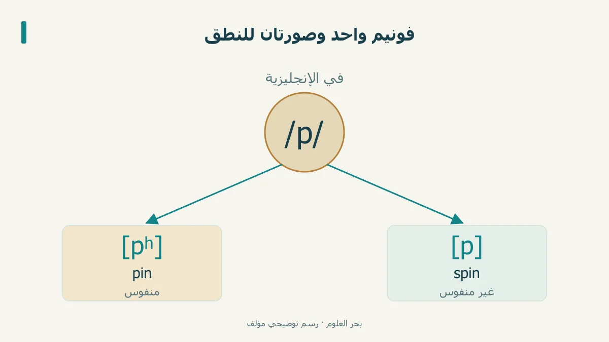فئة /p/ تتفرع إلى [pʰ] في pin و[p] في spin في الإنجليزية
