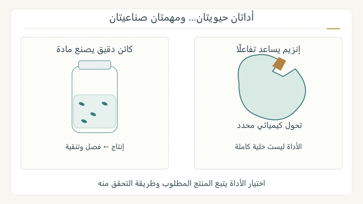 رسم أصلي لمسارين صناعيين: إنزيم منفصل يساعد تفاعلًا، وكائنات دقيقة تعمل في مفاعل قبل فصل المنتج، مع اختلاف المهمة عن مصدر المادة