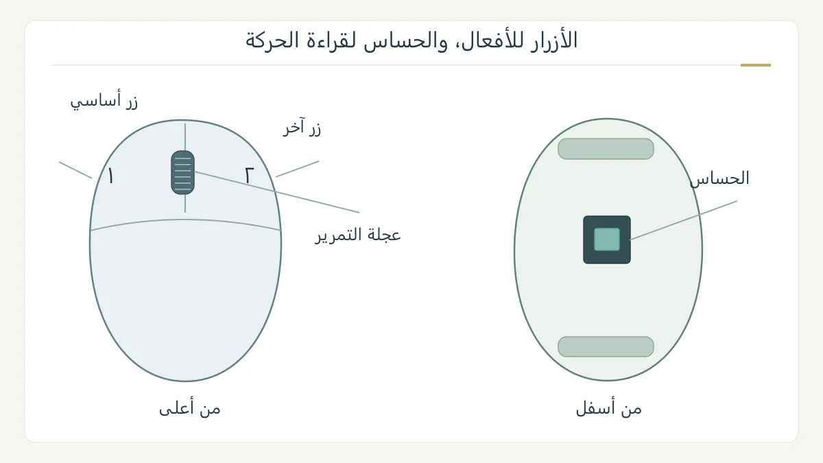 رسم أصلي لفأرة حاسوب من أعلى وأسفل يوضح الزرين وعجلة التمرير وموقع الحساس البصري، مع مسار مؤشر مستقل