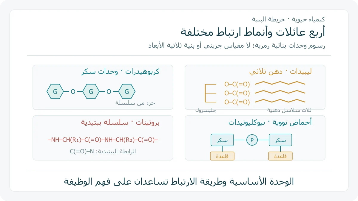 مخططات أصلية تقارن سلسلة سكرية ودهونًا ثلاثية وسلسلة ببتيدية وجزءًا من سلسلة نيوكليوتيدات باستخدام رموز لوحدات البناء
