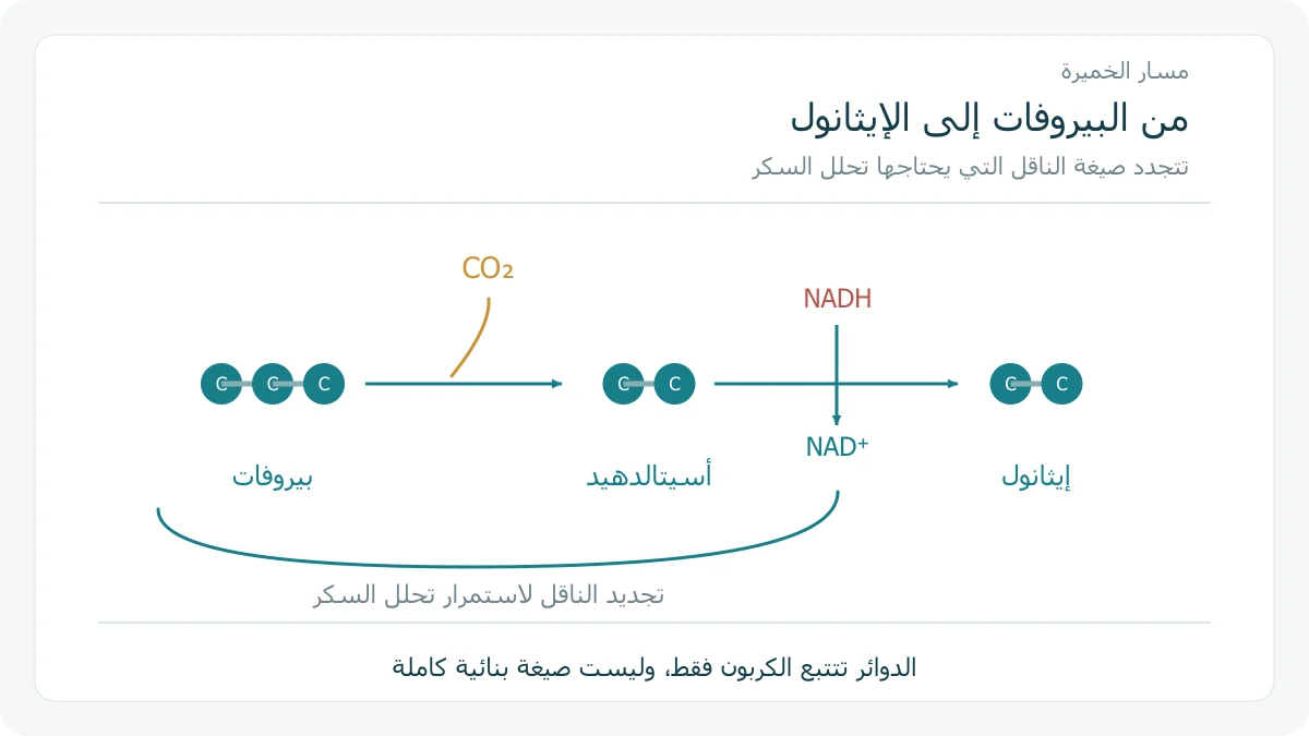 تحول البيروفات إلى أسيتالدهيد ثم إيثانول مع خروج CO2 وتجدد NAD