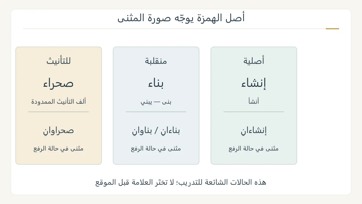 ورقة تدريب مرئية للاسم الممدود توضح الانتقال من معرفة أصل الهمزة إلى التثنية والموقع