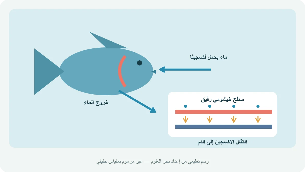 سمكة موضّحة مع دخول الماء من الفم وخروجه قرب الخياشيم، وتكبير تعليمي لانتقال الأكسجين إلى الدم