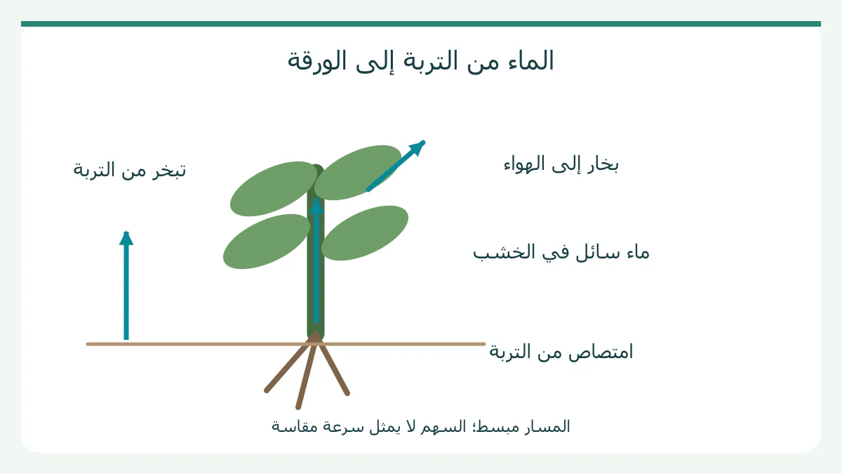 رسم أصلي: الماء من التربة إلى الورقة