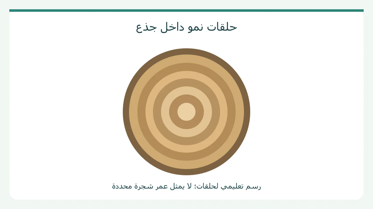 رسم أصلي: حلقات نمو داخل جذع