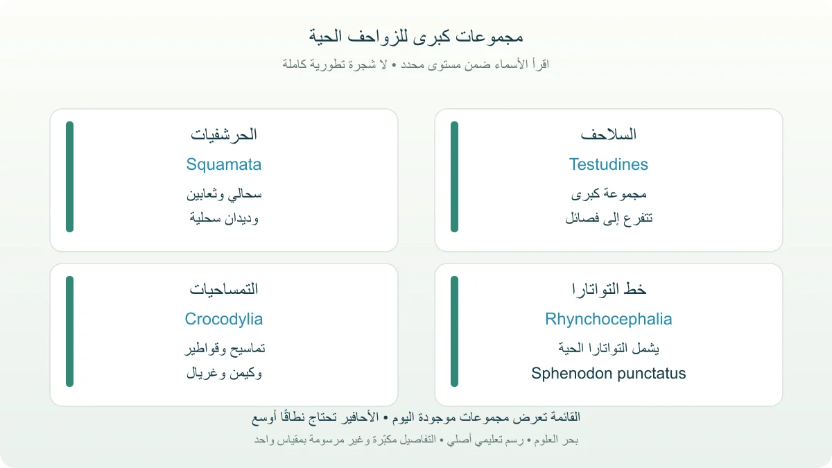 أربعة صناديق للمجموعات الحية الكبرى: السلاحف والحرشفيات وخط التواتارا والتمساحيات