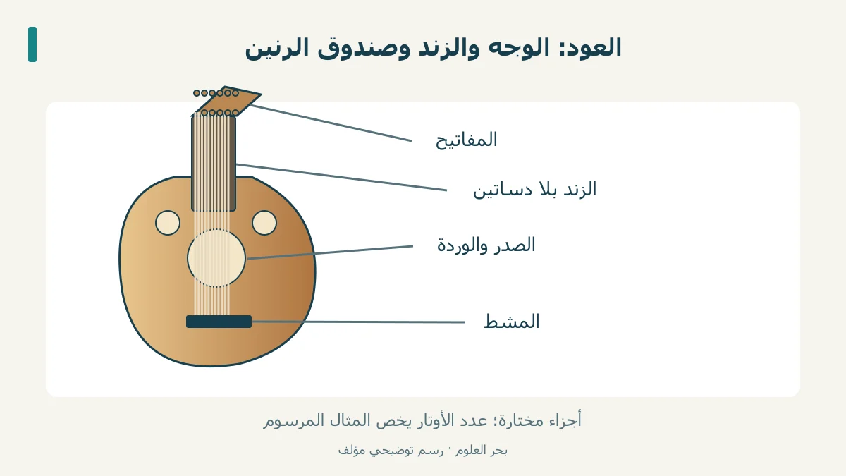 رسم عود بوجه كمثري وزند قصير، يحدد الصدر والمشط والمفاتيح.