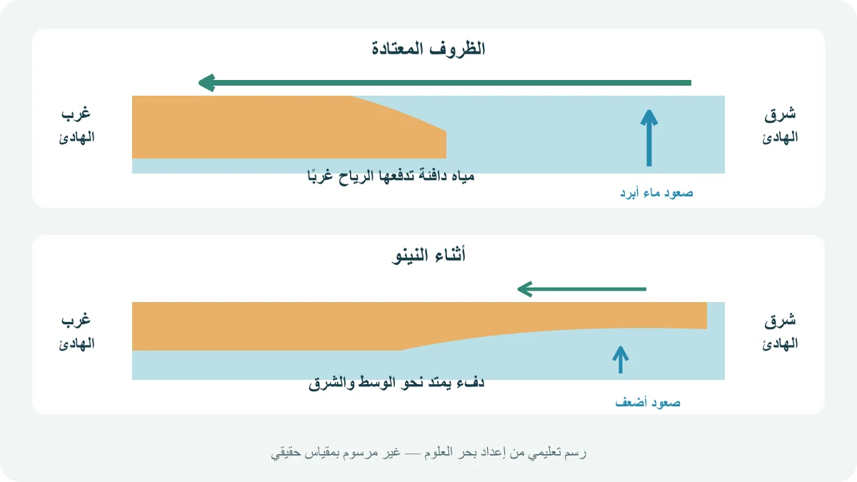 مقارنة للمحيط الهادئ الاستوائي في الوضع المعتاد وأثناء النينو، مع اتجاه الرياح وتوزيع الماء الدافئ وضعف صعود الماء البارد