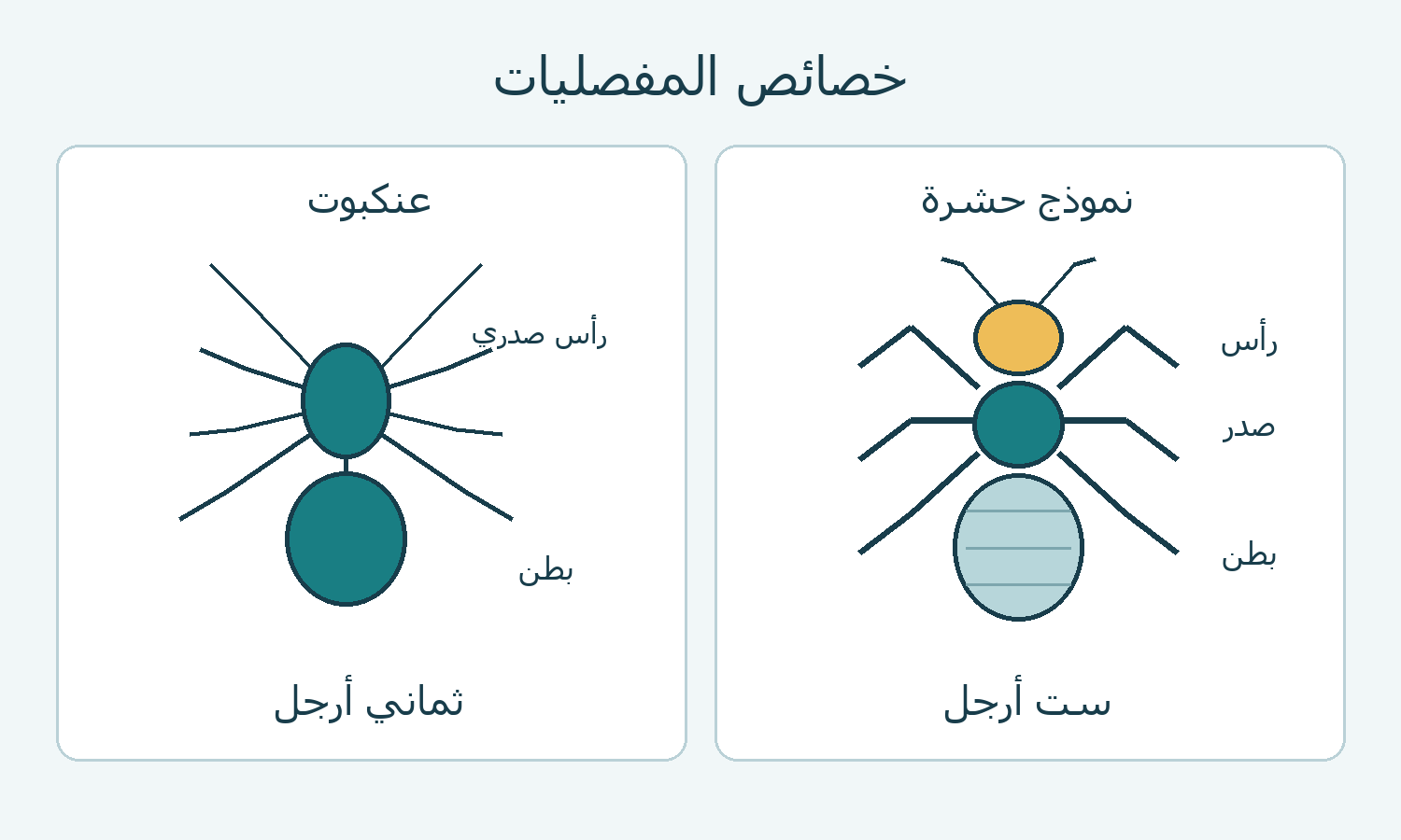 مقارنة تخطيطية لحشرة بست أرجل وعنكبوت بثماني أرجل.
