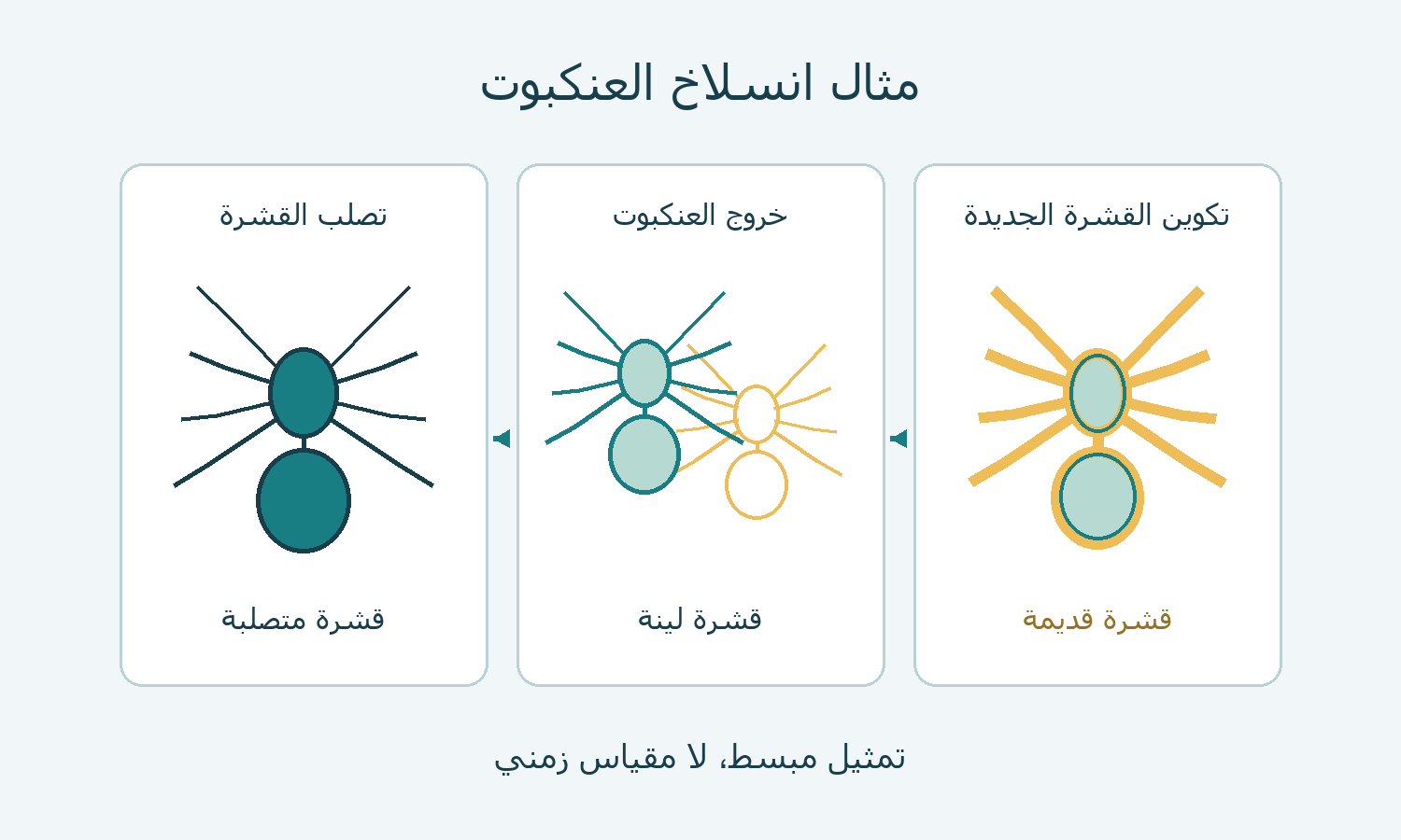ثلاث مراحل تخطيطية لتكوين القشرة وخروج العنكبوت وتصلبها.