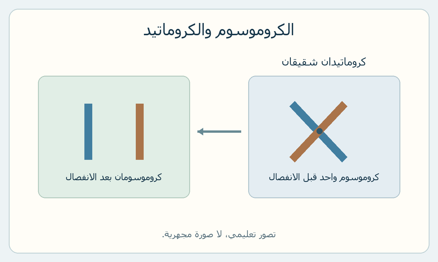 مخطط كروماتيدين ينفصلان إلى كروموسومين.