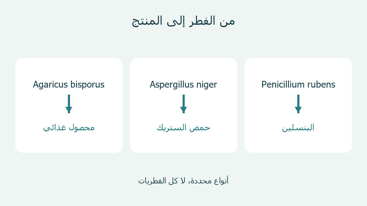 ثلاثة أمثلة تربط فطرًا بمنتج غذائي أو صناعي أو دوائي