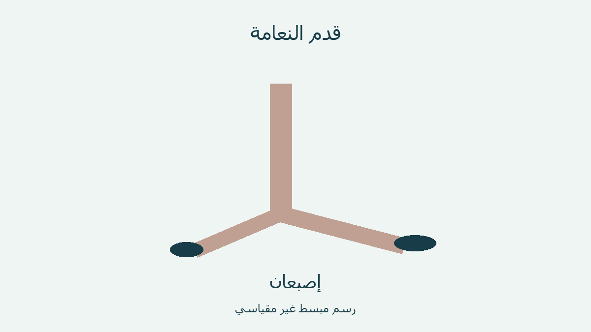 رسم مبسط لقدم النعامة ذات الإصبعين
